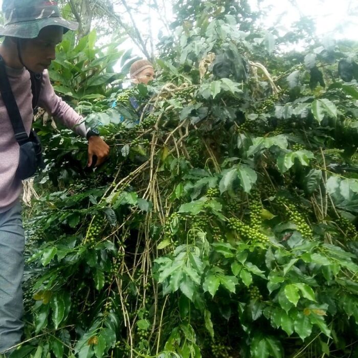 Sumatra Espresso Organic
