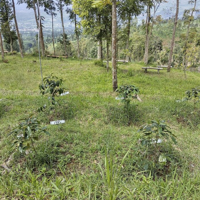 Indonesië Java Sindoro & Sunda Tilu Espresso