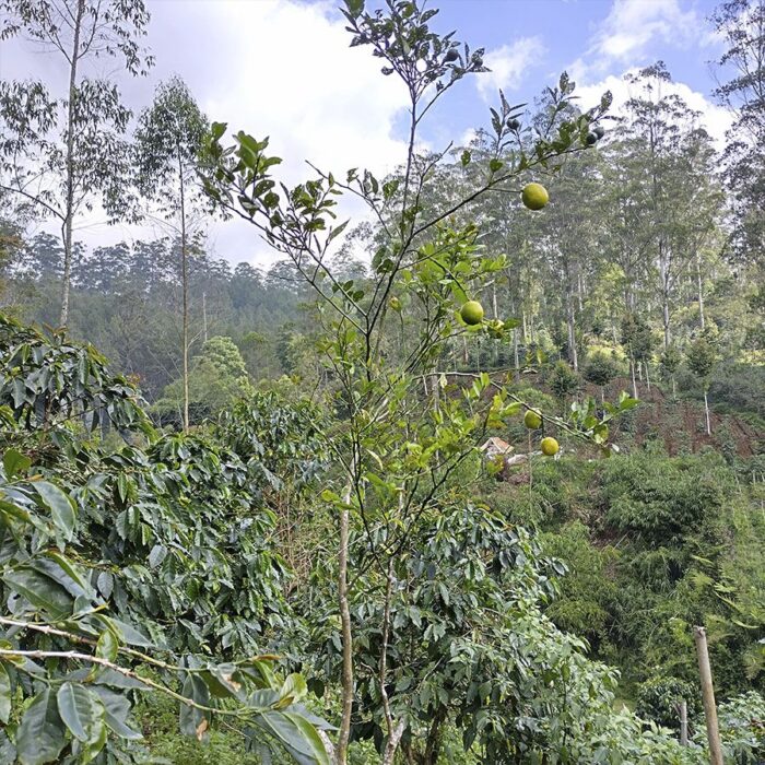Indonesië Java Sindoro & Sunda Tilu Espresso