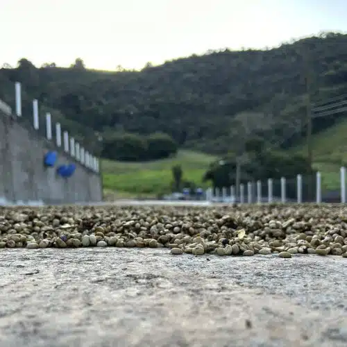Brazil Santos Espresso