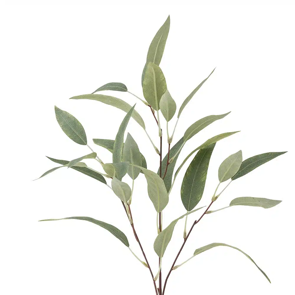 Eucalyptus tak groen