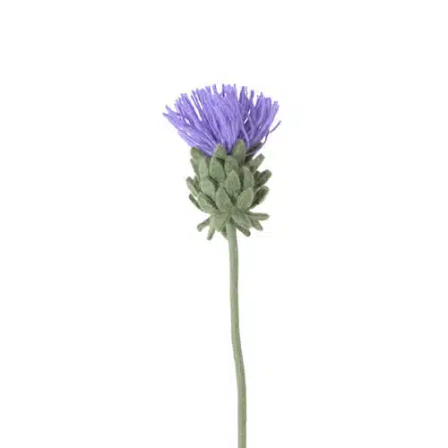Vilt bloem Blooming Artichoke