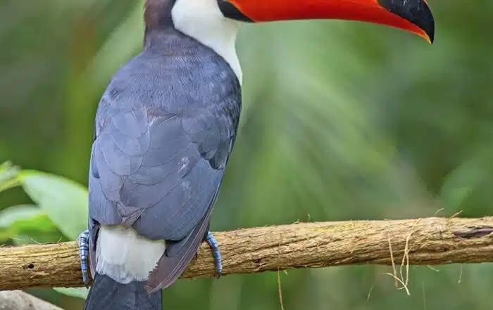 Panama Hartmann Birdsong Espresso