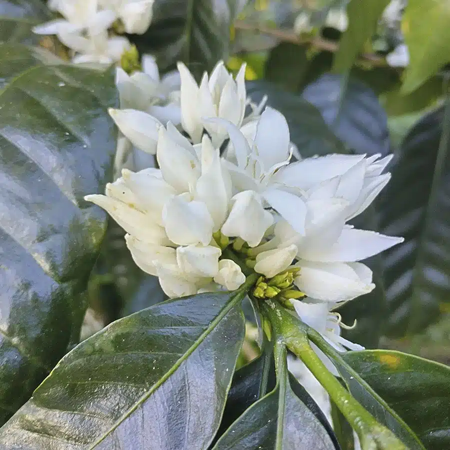 Panama Hartmann Birdsong Espresso