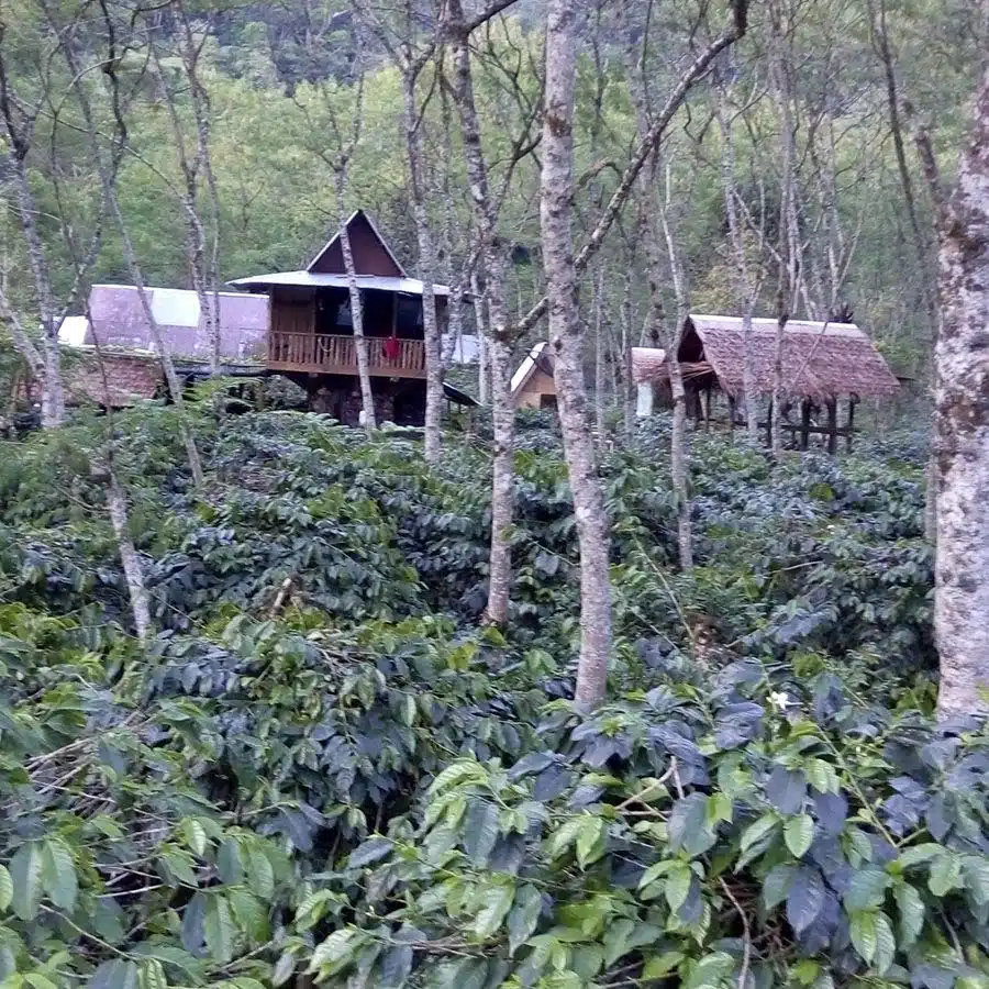 Indonesië Sumatra Espresso Organic