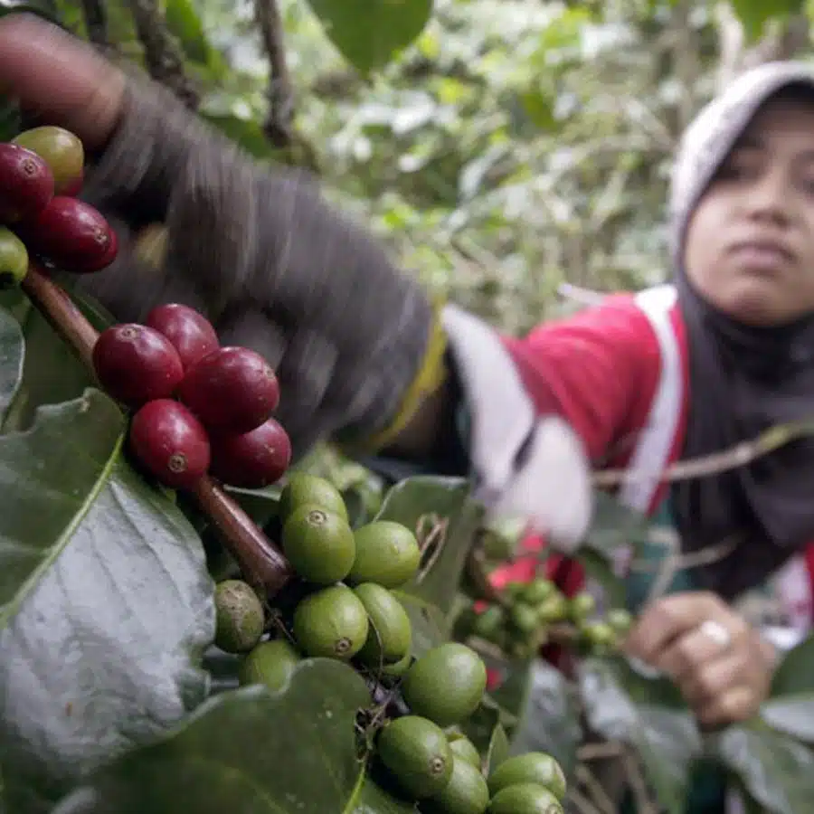 Indonesië Sumatra Espresso Organic