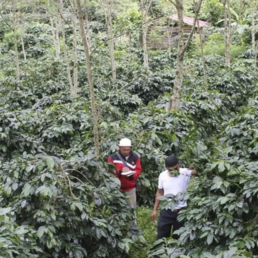 Indonesië Sumatra Espresso Organic